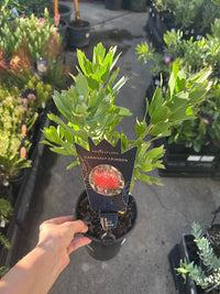 Leucospermum 'Carnival Crimson' - Ladybird Nursery