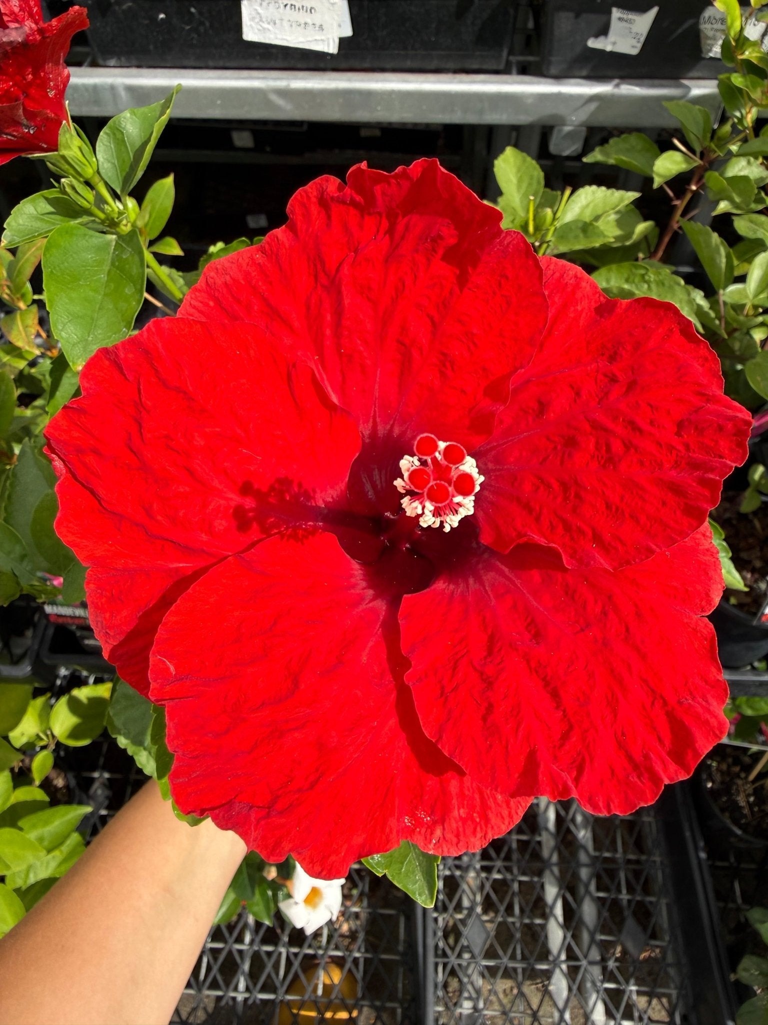 Hibiscus 'Fantasy Ruby Red' (Hibiscus rosa - sinensis) - Ladybird Nursery