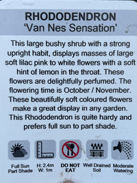 Rhododendron 'Van Nes Sensation' - Ladybird Nursery