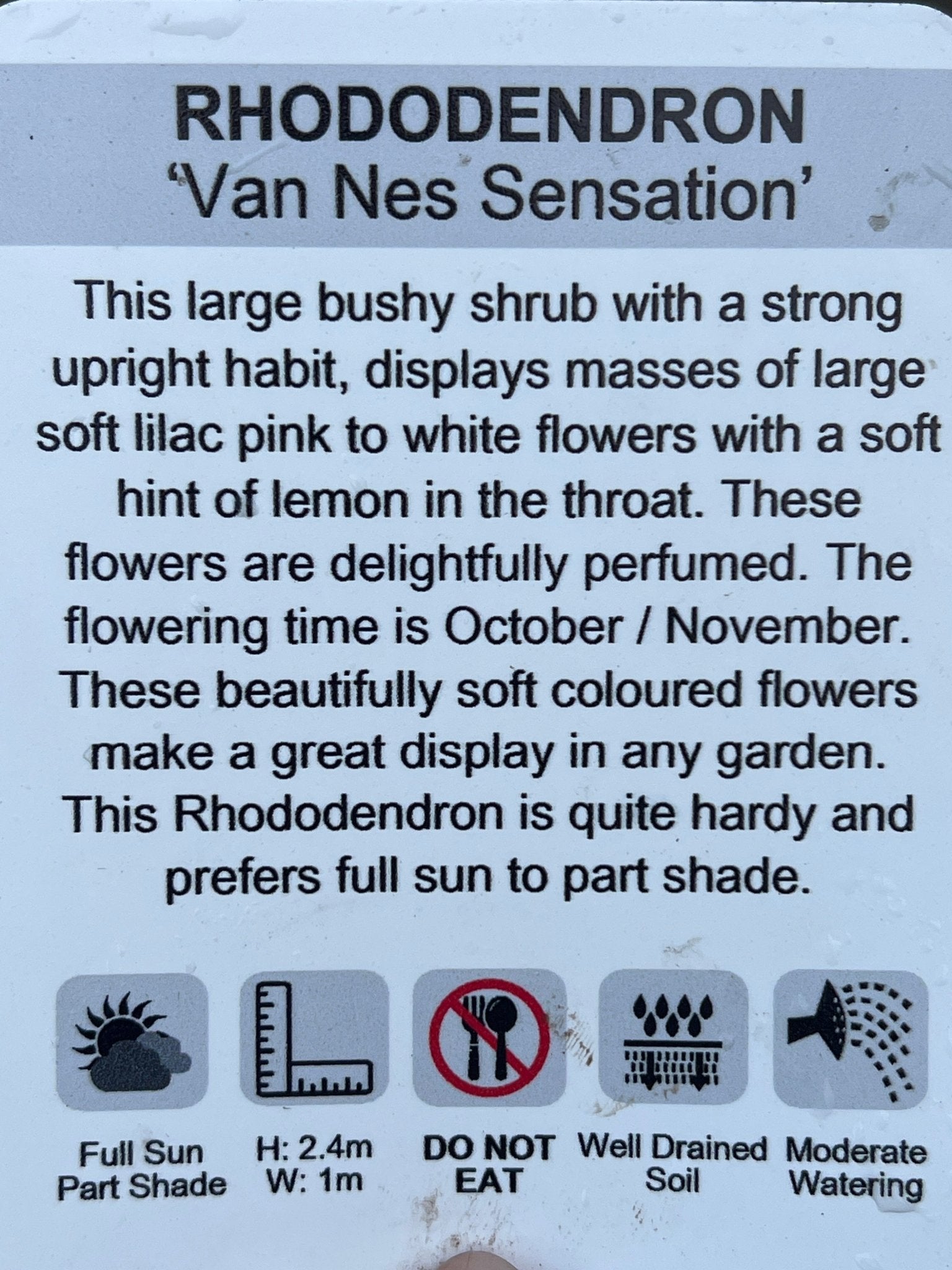 Rhododendron 'Van Nes Sensation' - Ladybird Nursery