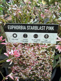 Spurge 'Starblast Pink' (Euphorbia)