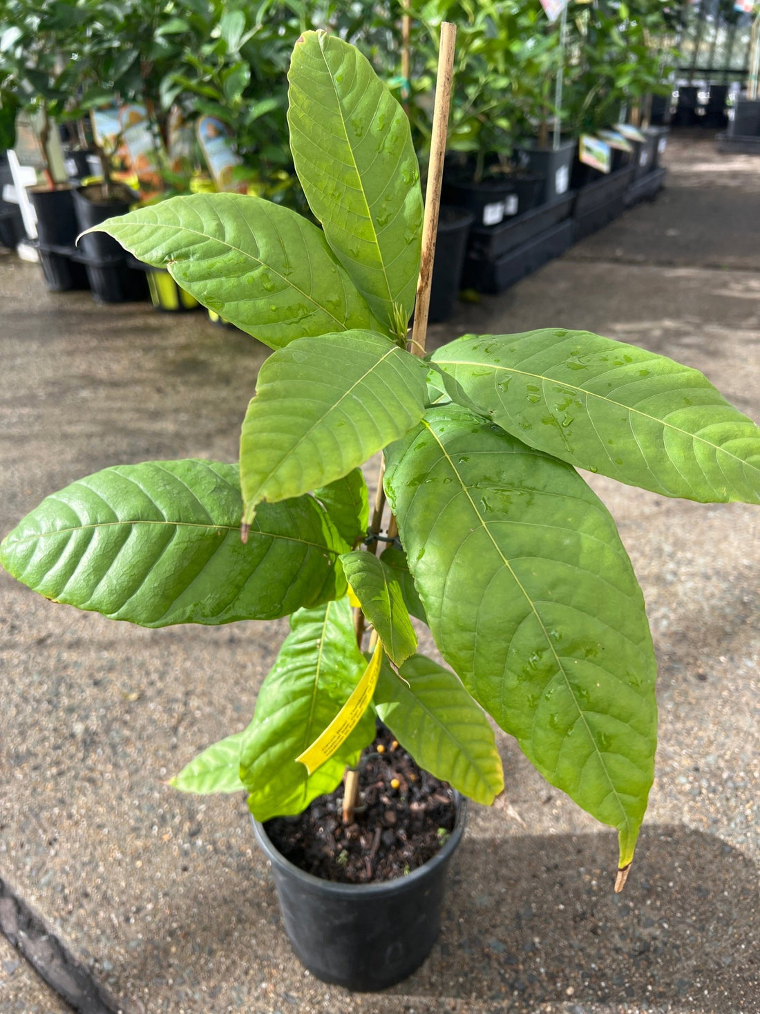 Cocoa Bean (Thoebroma cacao, Chocolate Tree) - Ladybird Nursery