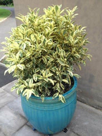 White Lightning Fig (Ficus obliqua) - Ladybird Nursery