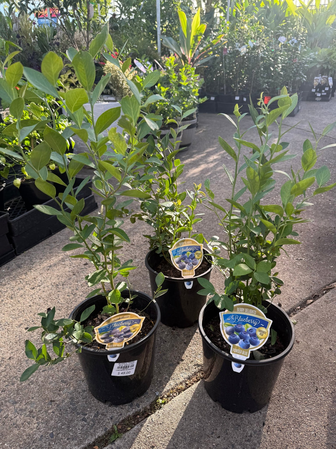 Blueberry 'Powder Blue' 200mm Pot - Ladybird Nursery