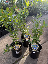 Blueberry 'Powder Blue' 200mm Pot - Ladybird Nursery