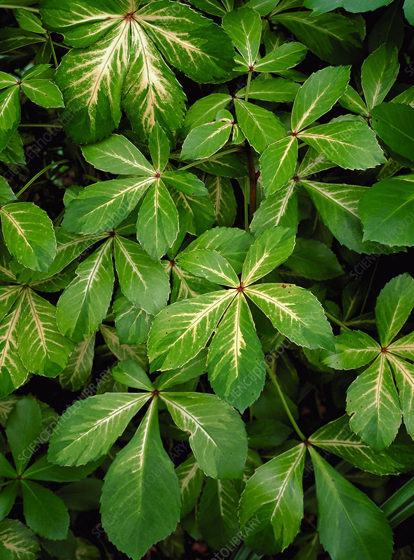 Coastal Purple 5 Finger Gold Splash (Pseudopanax lessonii)