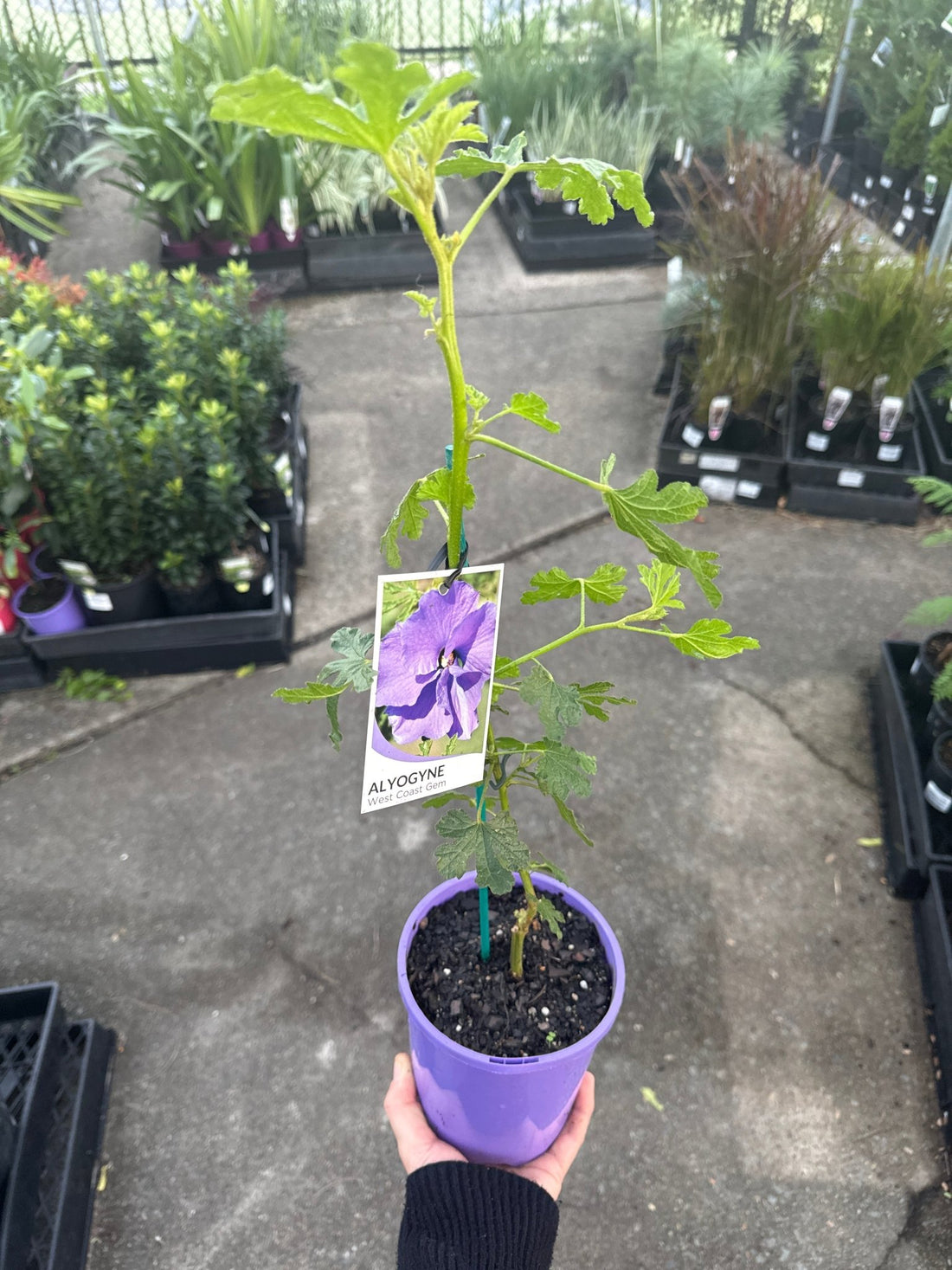 Blue Hibiscus West Coast Gem (Alyogyne huegelii) - Ladybird Nursery