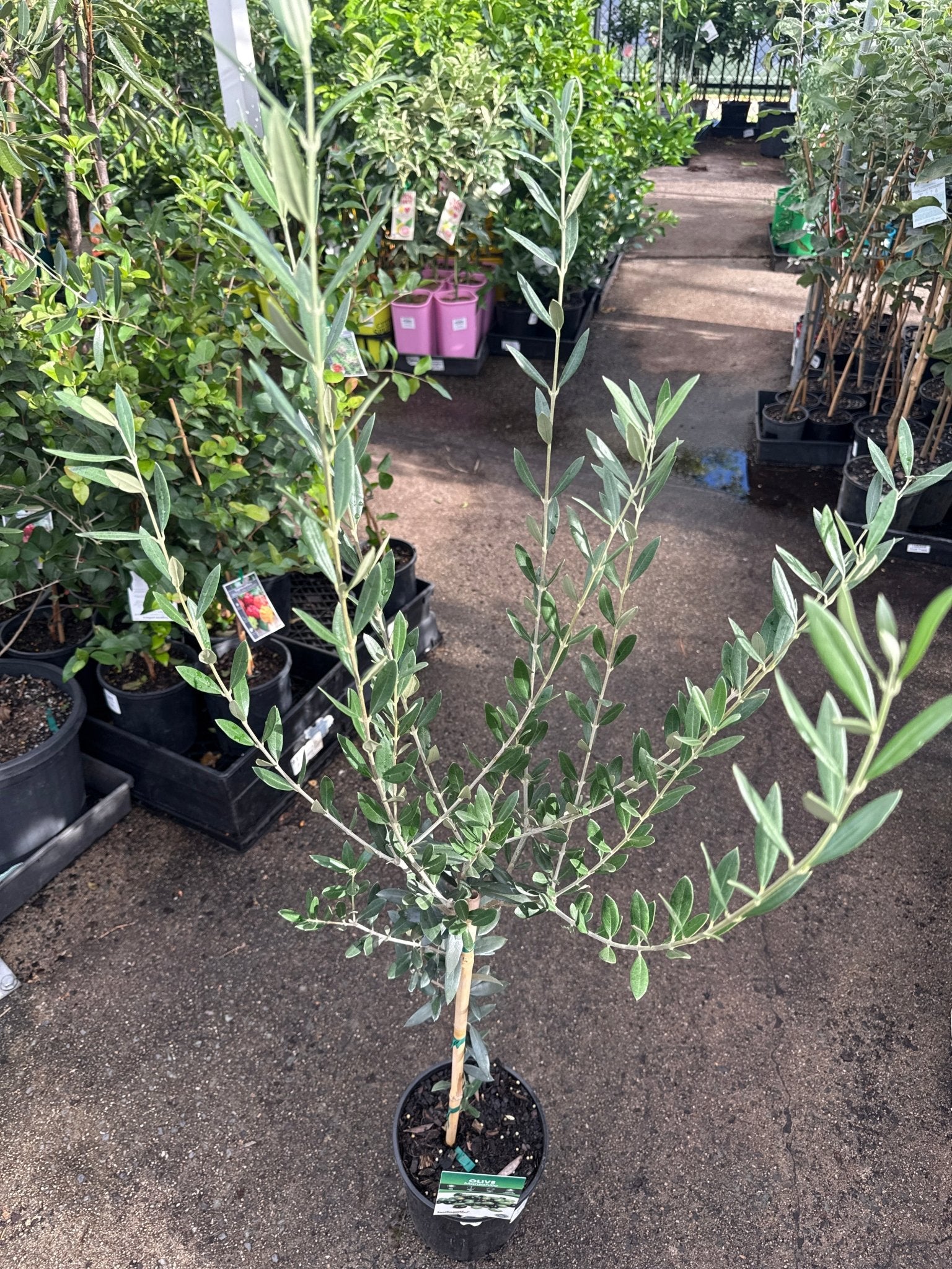 Olive ‘Manzanillo’ (Olea europaea) - Large - Ladybird Nursery