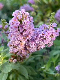 Butterfly Bush ‘High Five Purple’ (Buddleja davidii) - Ladybird Nursery