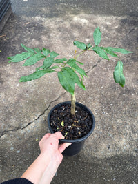 Longan Biew Kiew - Ladybird Nursery
