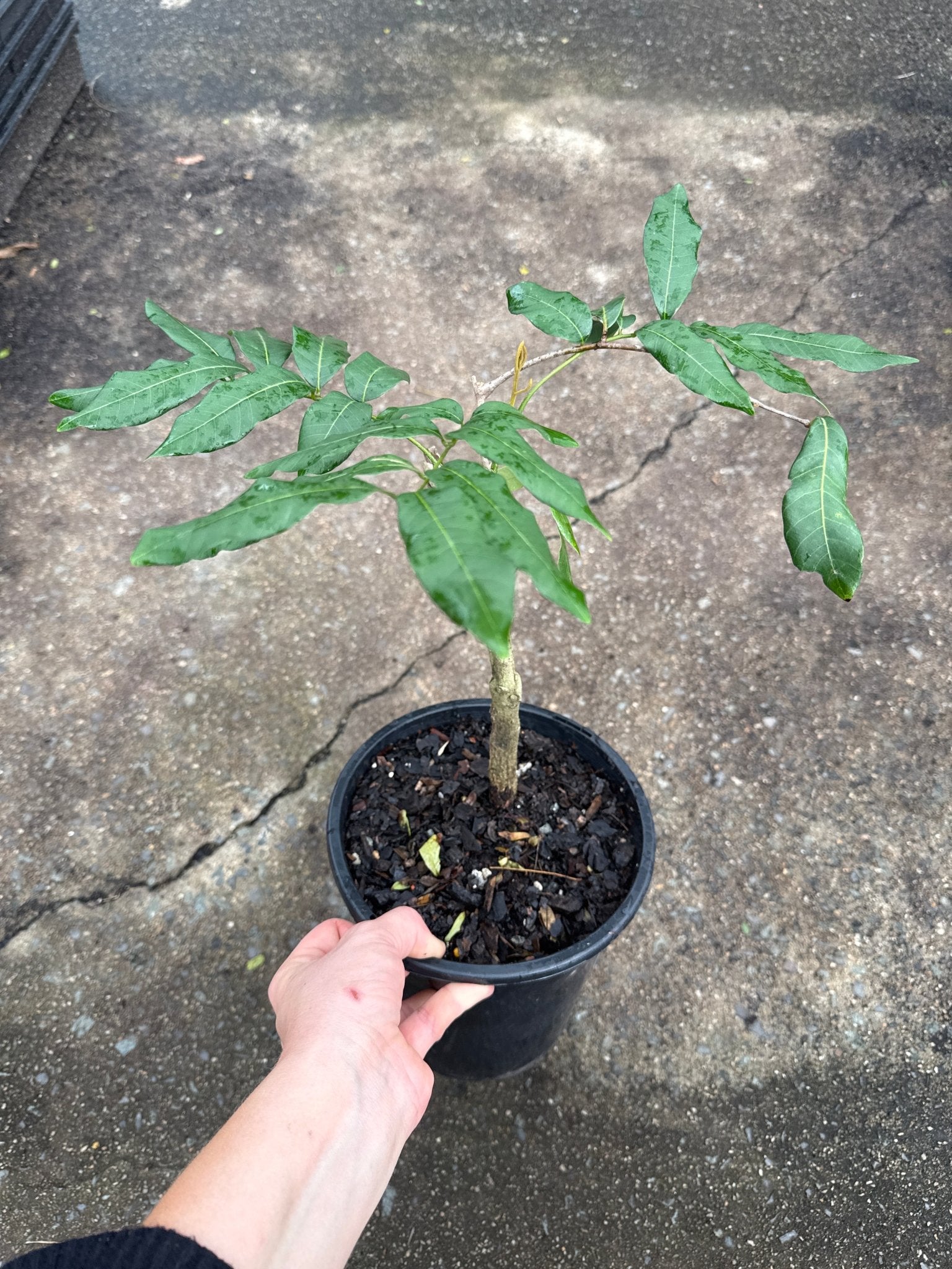 Longan Biew Kiew - Ladybird Nursery