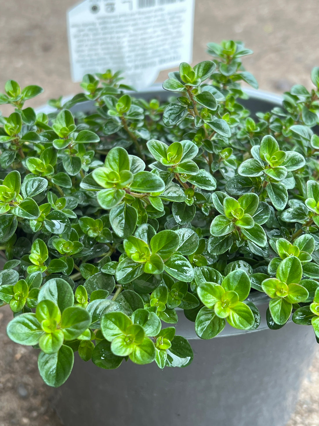 Thyme 'Tabor'