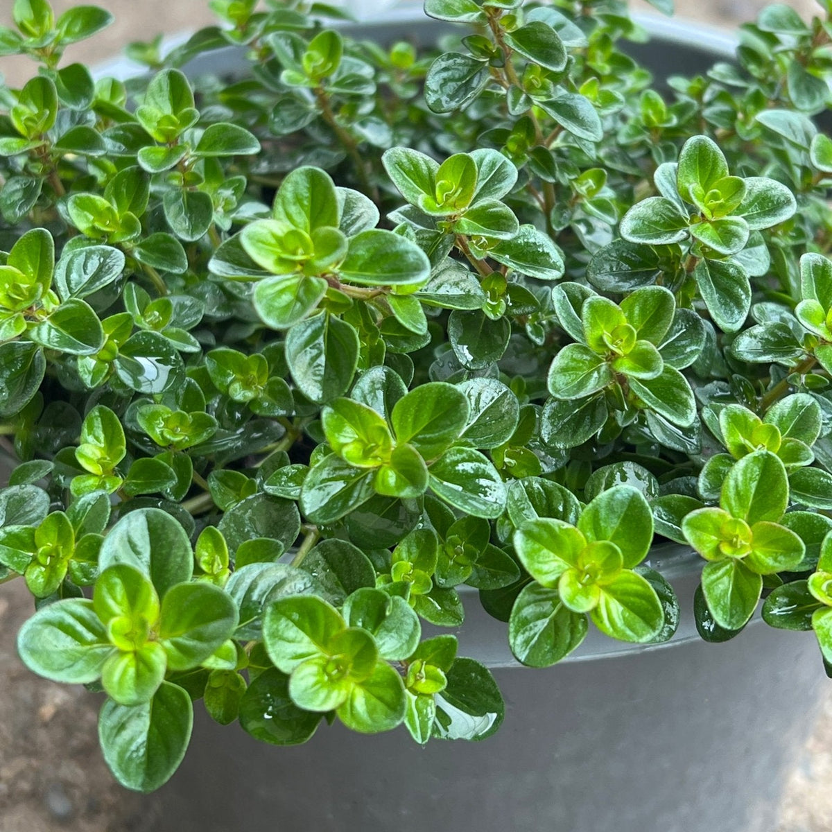 Thyme 'Tabor' - Ladybird Nursery