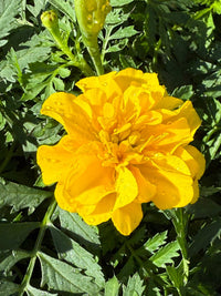 Marigold 'Yellow' 10 Cell (PICK UP ONLY) - Ladybird Nursery