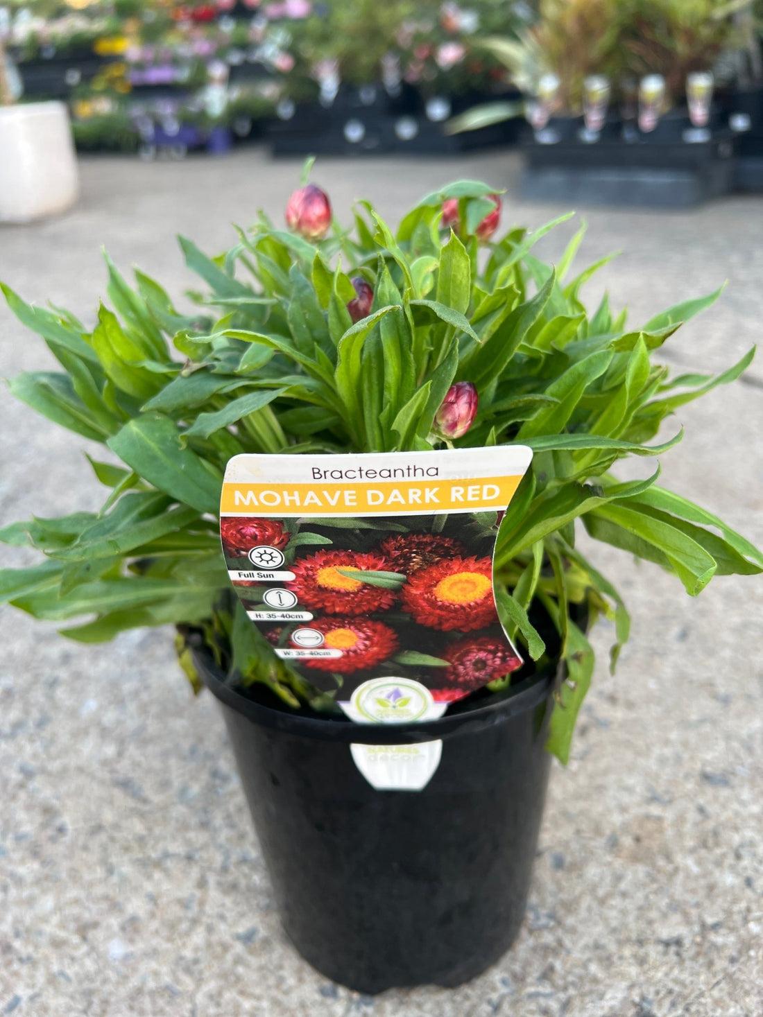 Paper Daisy Mohave 'Dark Red' (Bracteantha) - Ladybird Nursery