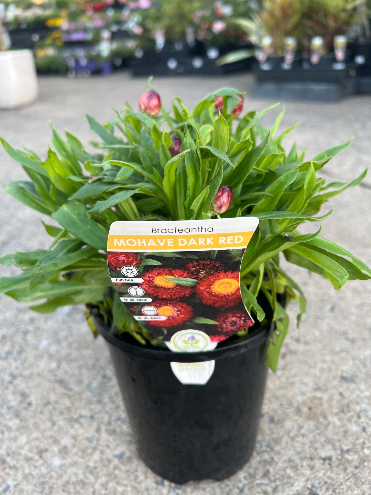 Paper Daisy Mohave 'Dark Red' (Bracteantha) - Ladybird Nursery