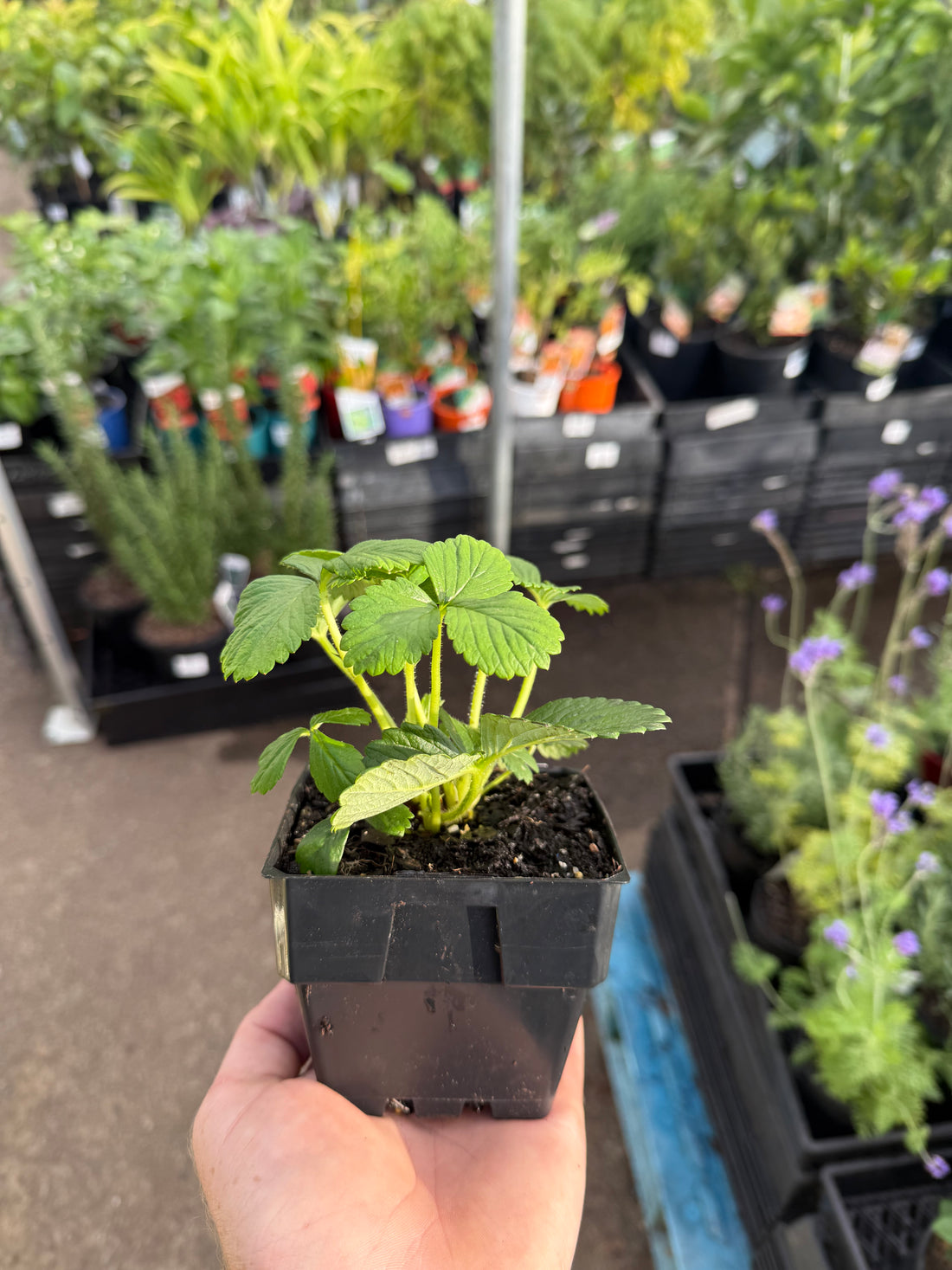 Strawberry 'Sweetheart'