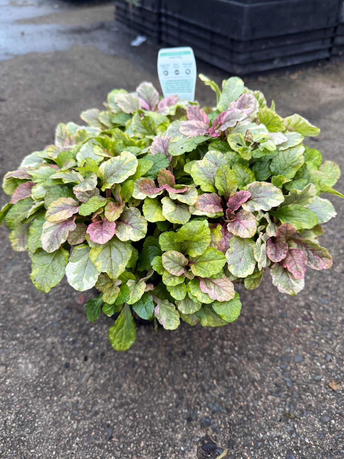 Ajuga 'Burgundy Lace' - Ladybird Nursery