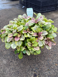 Ajuga 'Burgundy Lace' - Ladybird Nursery