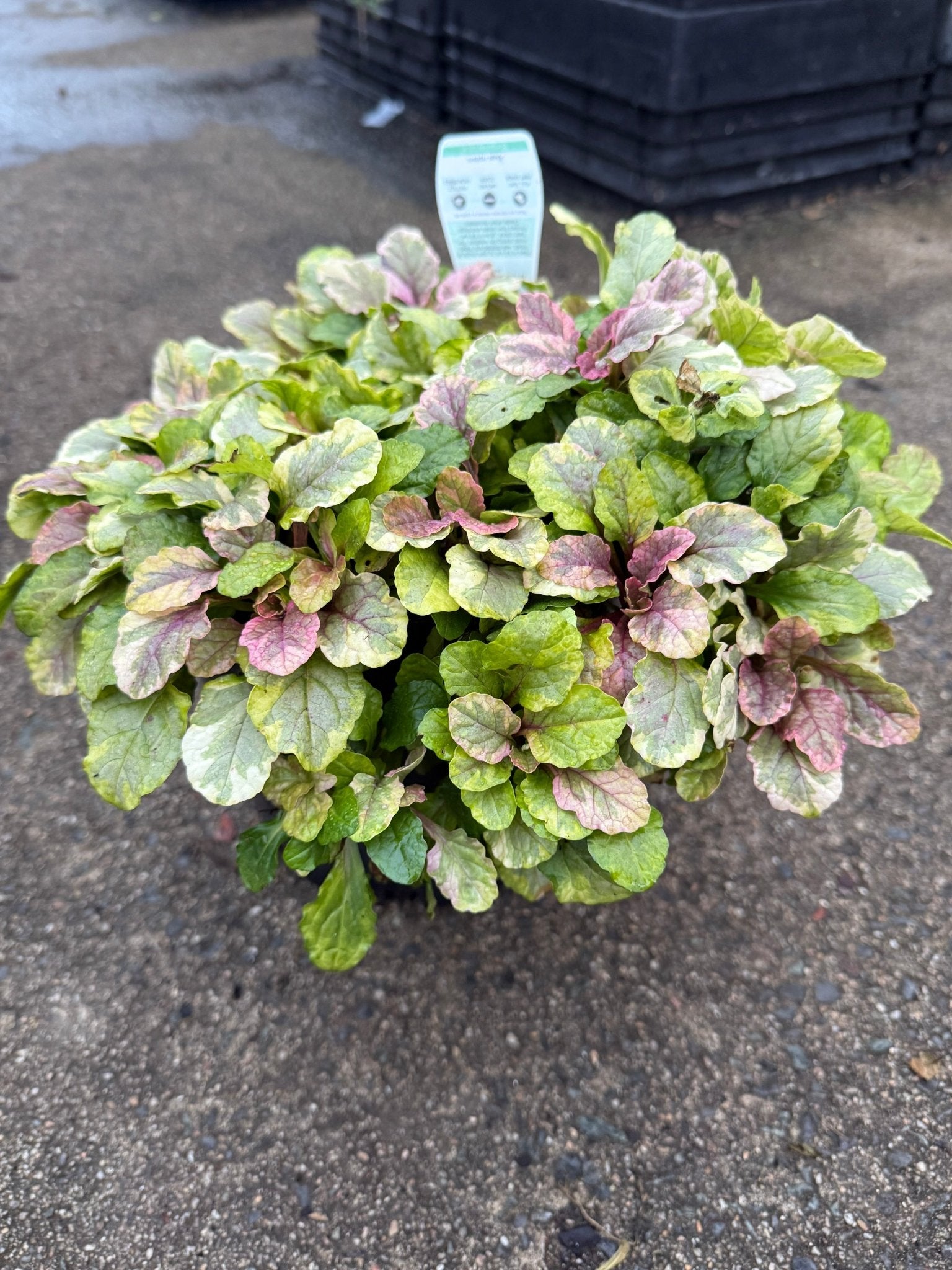 Ajuga 'Burgundy Lace' - Ladybird Nursery