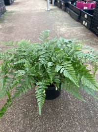 Silver Hare's Foot Fern (Humata) - Ladybird Nursery