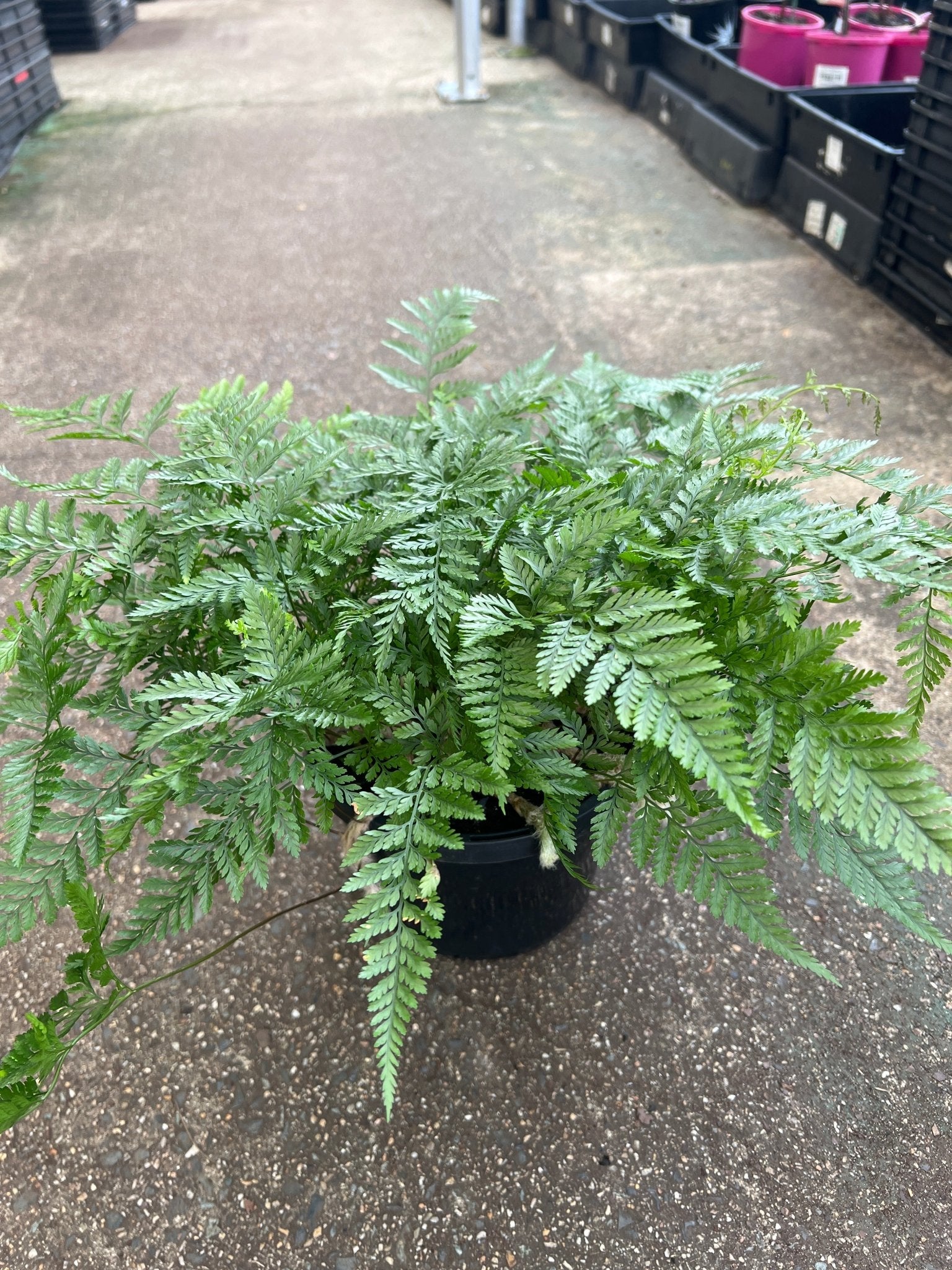Silver Hare's Foot Fern (Humata) - Ladybird Nursery