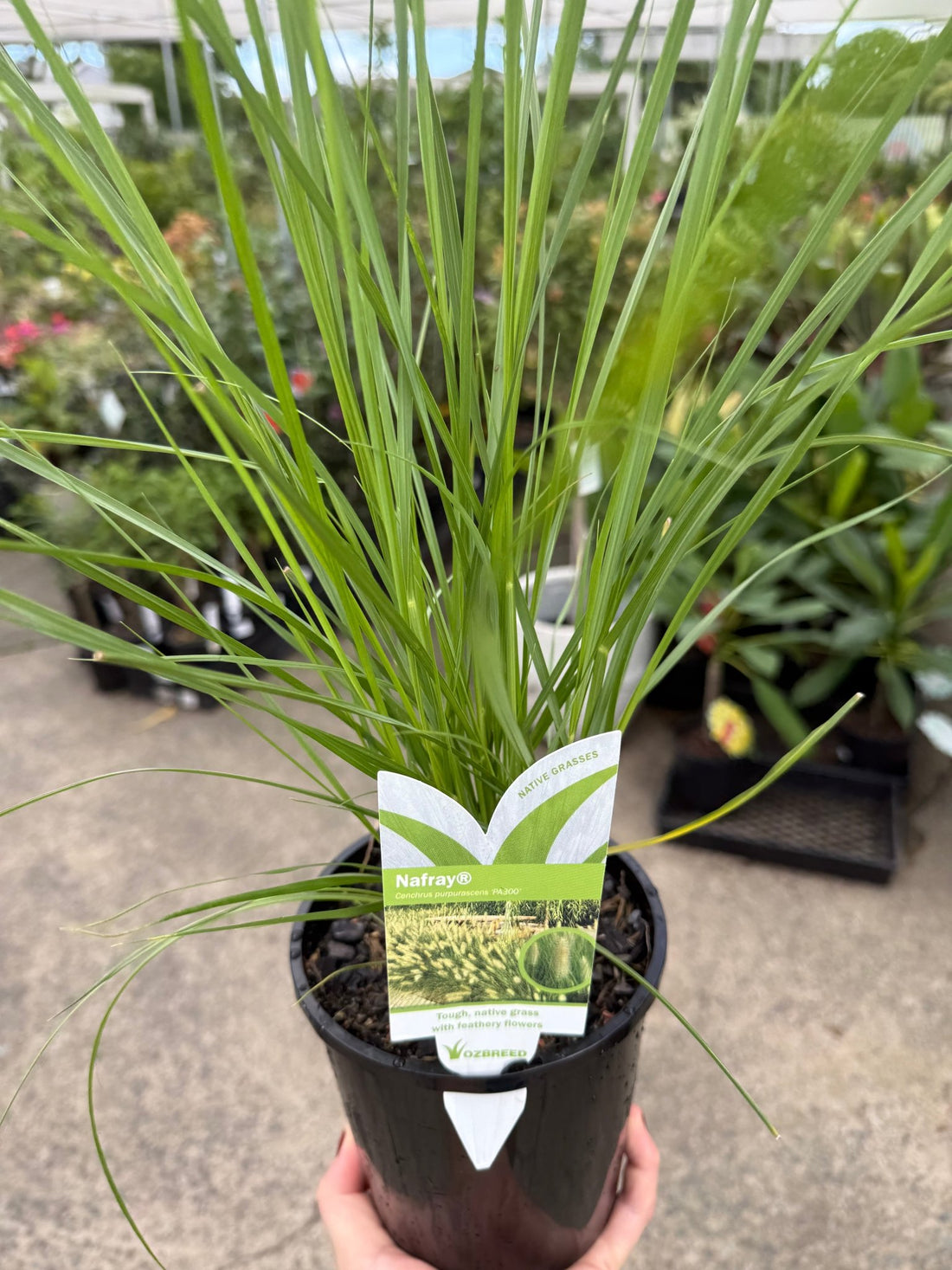 Fountain Grass 'NAFRAY®' (Pennisetum alopecuroides) - Ladybird Nursery