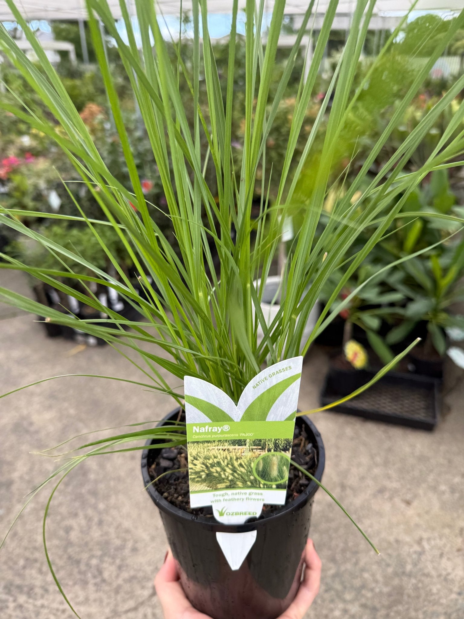 Fountain Grass 'NAFRAY®' (Pennisetum alopecuroides) - Ladybird Nursery