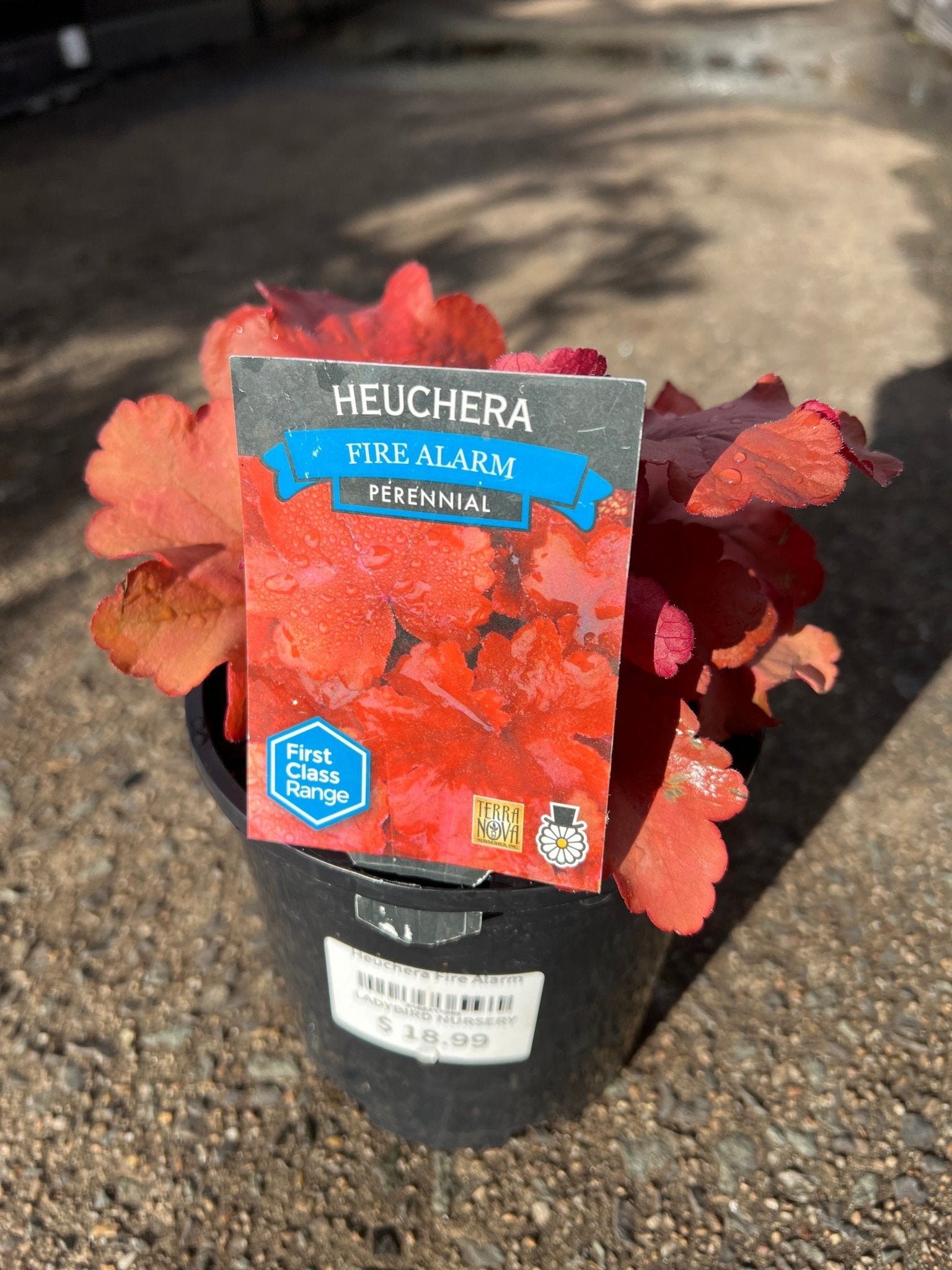 Heuchera ‘Fire Alarm’ - Ladybird Nursery