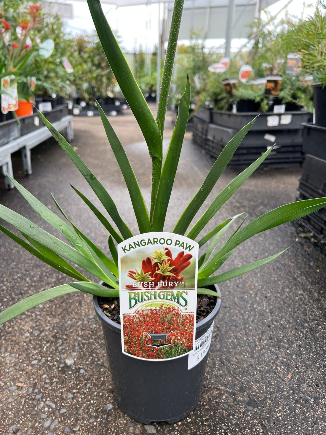 Kangaroo Paw 'Bush Fury' (Anigozanthos) - Ladybird Nursery