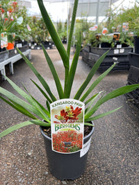 Kangaroo Paw 'Bush Fury' (Anigozanthos) - Ladybird Nursery