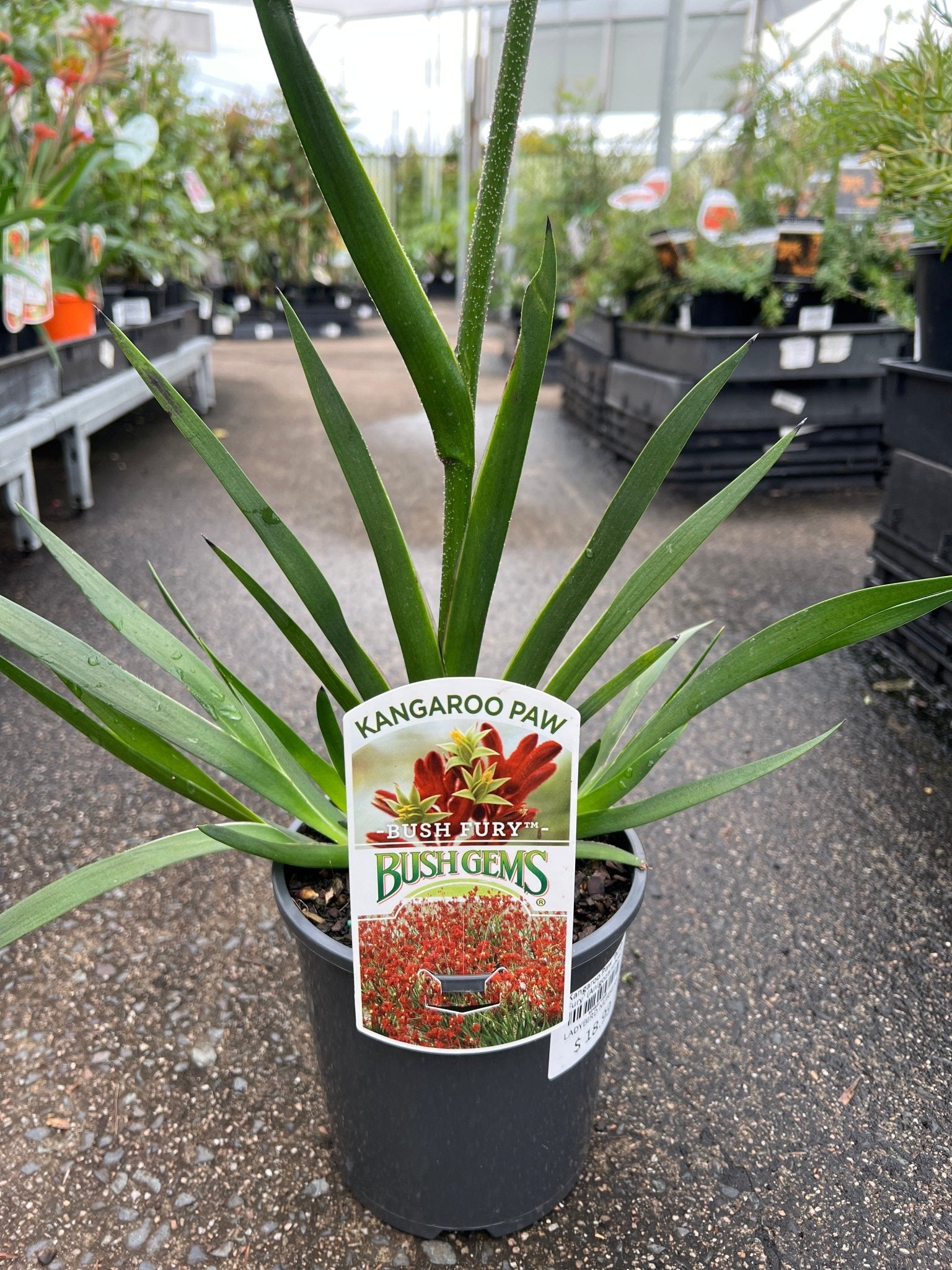 Kangaroo Paw 'Bush Fury' (Anigozanthos) - Ladybird Nursery