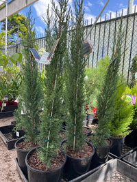 Italian Pencil Pine Glauca (Cupressus sempervirens) - Ladybird Nursery