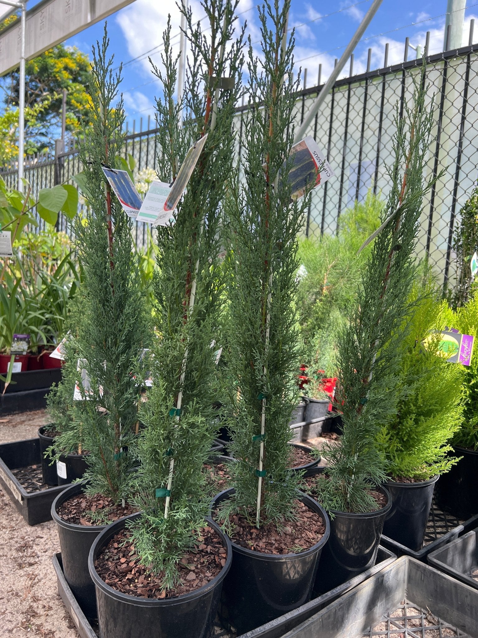 Italian Pencil Pine Glauca (Cupressus sempervirens) - Ladybird Nursery