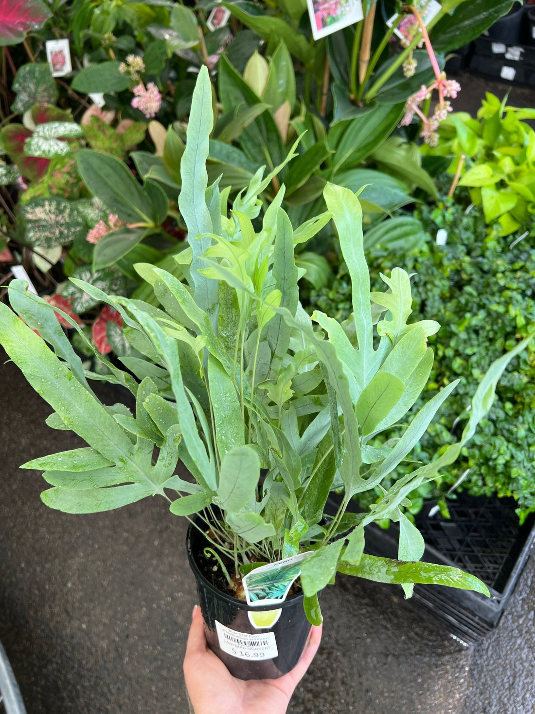 blue star fern phlebodium aureum mandaianum Fern 'Blue Star' (Phlebodium aureum) Plant – Buy Now! – Ladybird Nursery