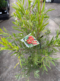 Bottlebrush Hannah Ray (Callistemon) - Large - Ladybird Nursery
