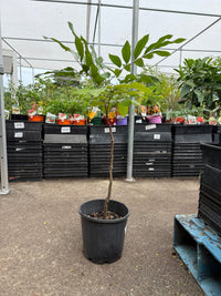 Longan Seedling - Ladybird Nursery