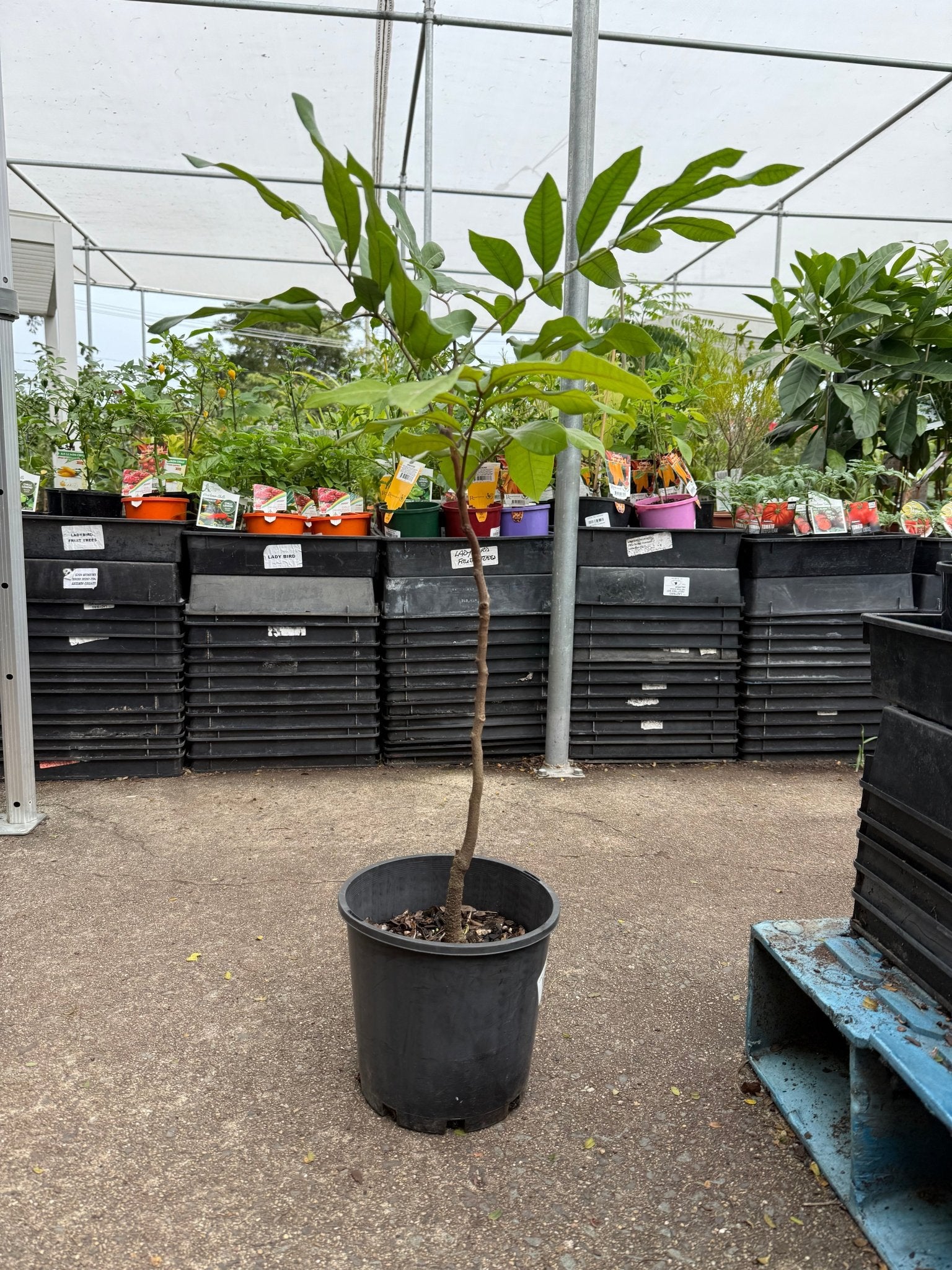 Longan Seedling - Ladybird Nursery