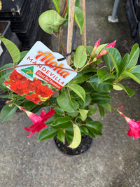 Mandevilla 'Aloha Giant Red Romance' - Large - Ladybird Nursery