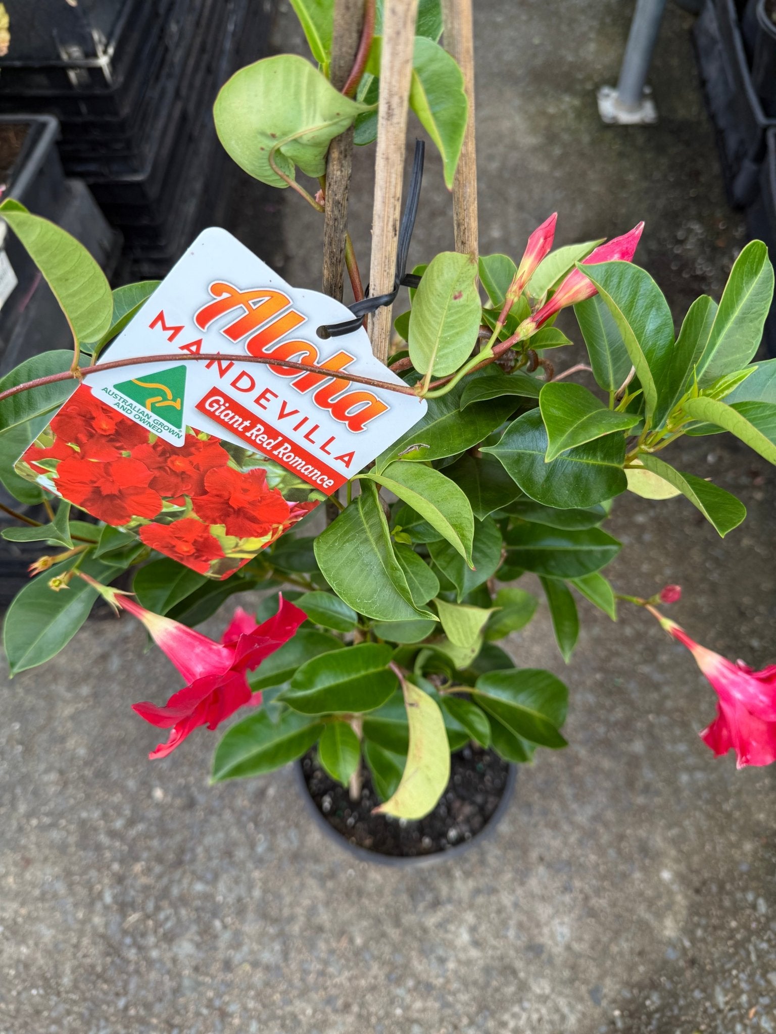 Mandevilla 'Aloha Giant Red Romance' - Large - Ladybird Nursery