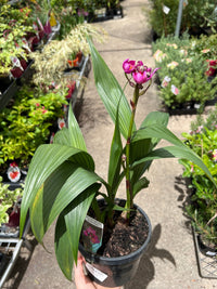 Rockin Plum (Spathoglottis) - Ladybird Nursery