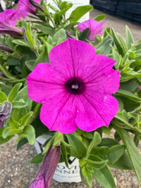 Petunia Supertunia® Vista 'Jazzberry' - Ladybird Nursery