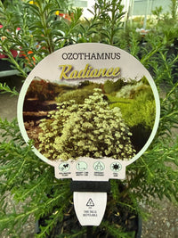 Rice Flower 'Radiance' (Ozothamnus diosmifolius) - Ladybird Nursery