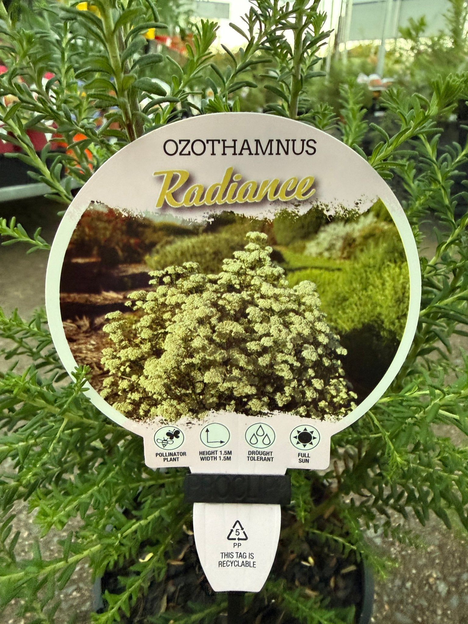 Rice Flower 'Radiance' (Ozothamnus diosmifolius) - Ladybird Nursery
