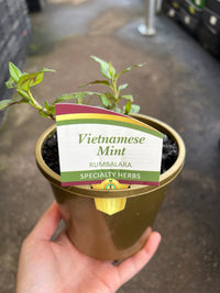 Vietnamese Mint (Persicaria odorata) - Ladybird Nursery