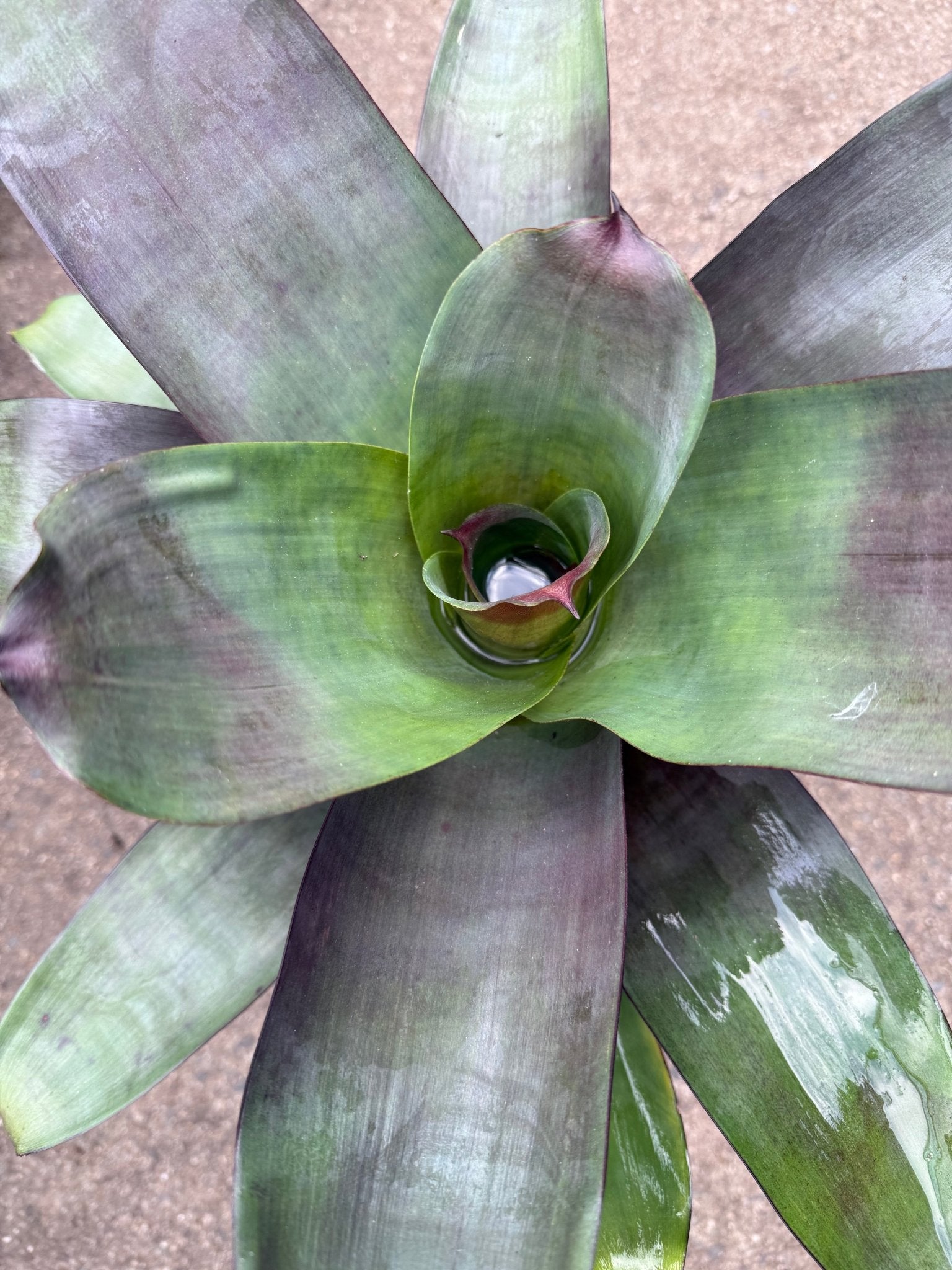 Bromeliad 'Silver Plum' (Alcantarea) - Large - Ladybird Nursery
