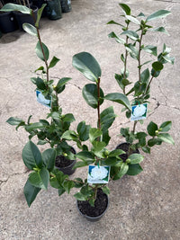 Camellia Pope John XXIII (Camellia japonica) - Ladybird Nursery