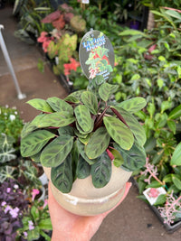 Indoor Plant Assortment in Ceramic Pots - Ladybird Nursery