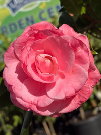 Camellia 'Nuccio's Cameo' - Advanced (PICK UP ONLY)