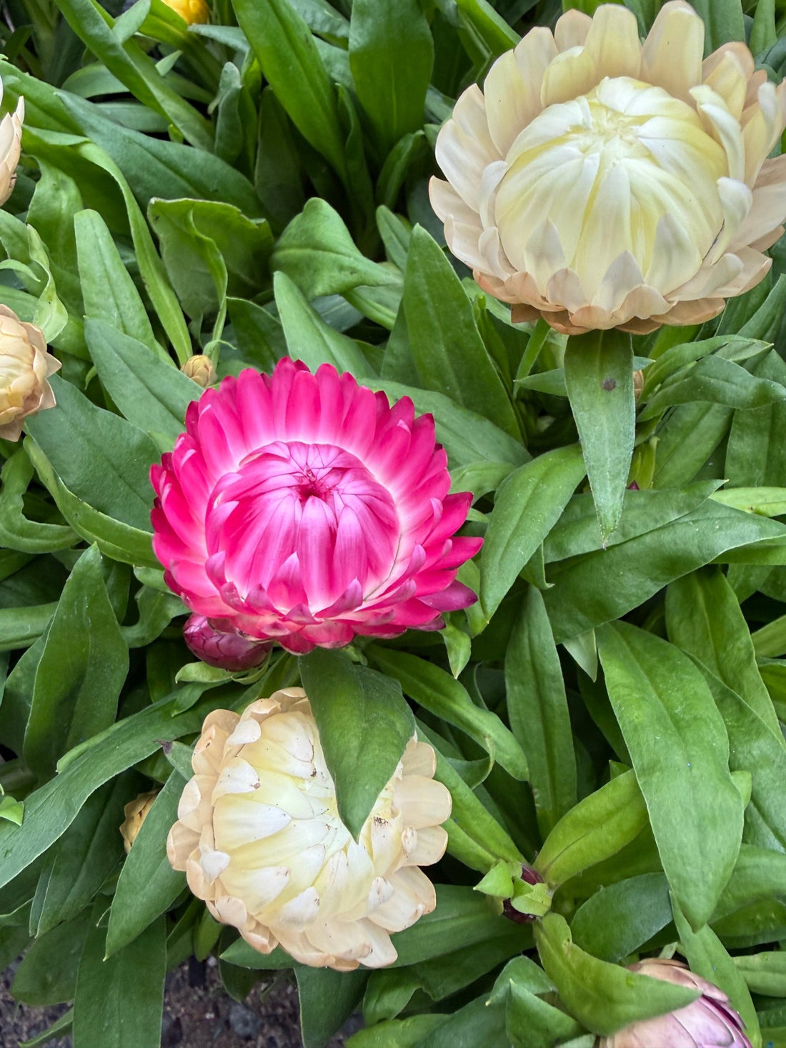 Paper Daisy 'Granvia' (Bracteantha bracteata) - Ladybird Nursery